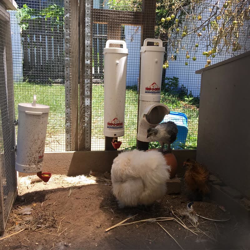 Dine-A-Chook customer photo: The babies from @2chookchooks have been using a dineachook drinker since they where about