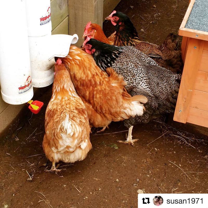 Dine-A-Chook customer photo: The most popular eatery on the block @susan1971 () ・・・ Feeding