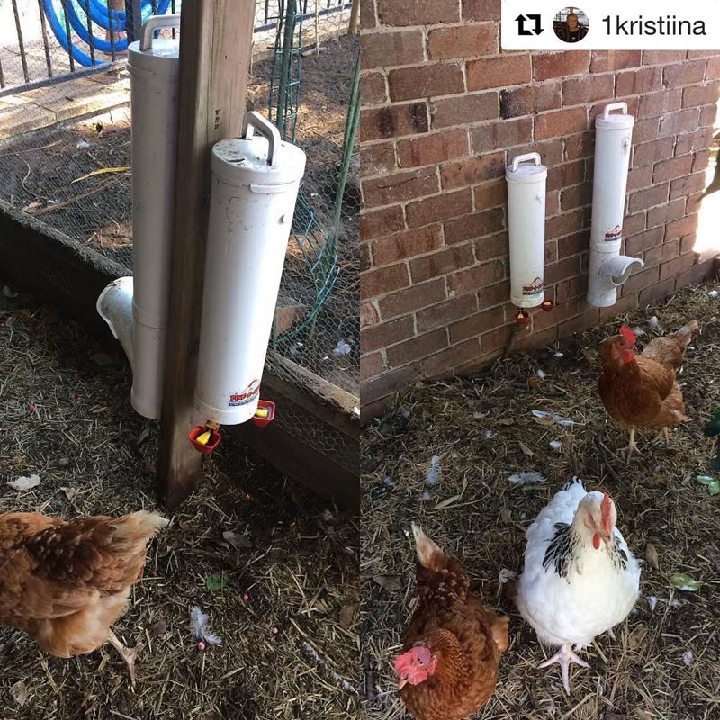 Dine-A-Chook customer photo: Two great @dineachook options We have two feeding