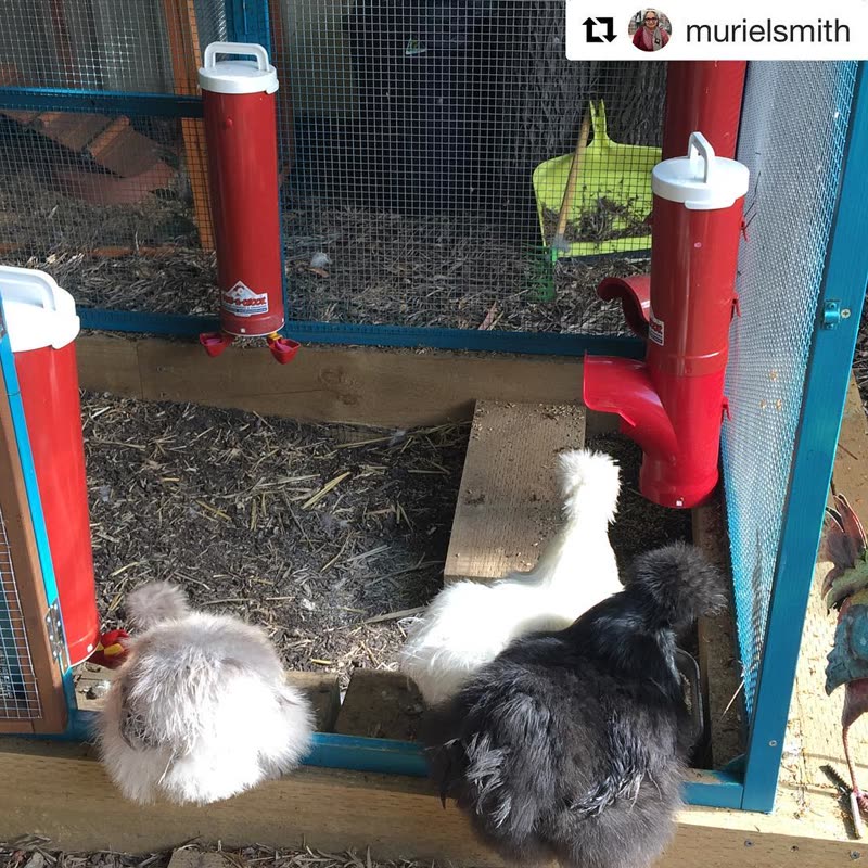 Dine-A-Chook customer photo: We always love seeing our products in