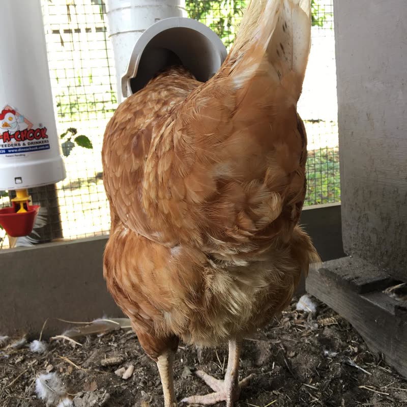 Dine-A-Chook customer photo: Annie would have wished you all a Happy Fluffy Butt Friday, but she knows it's rude to