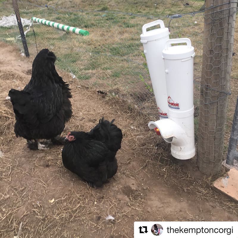 Dine-A-Chook customer photo: Another @dineachook pic because why