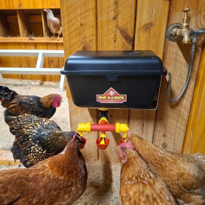 Dine-A-Chook feeder and waterer in a customer's coop