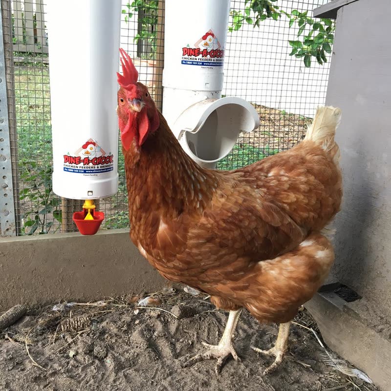 Dine-A-Chook feeder and waterer in a customer's coop
