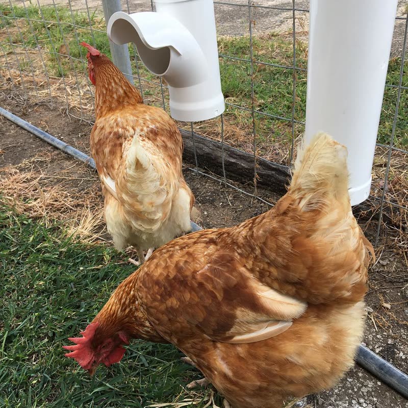 Dine-A-Chook feeder and waterer in a customer's coop