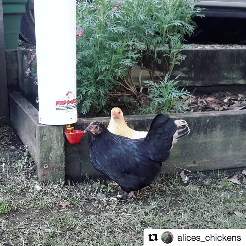 Dine-A-Chook feeder and waterer in a customer's coop