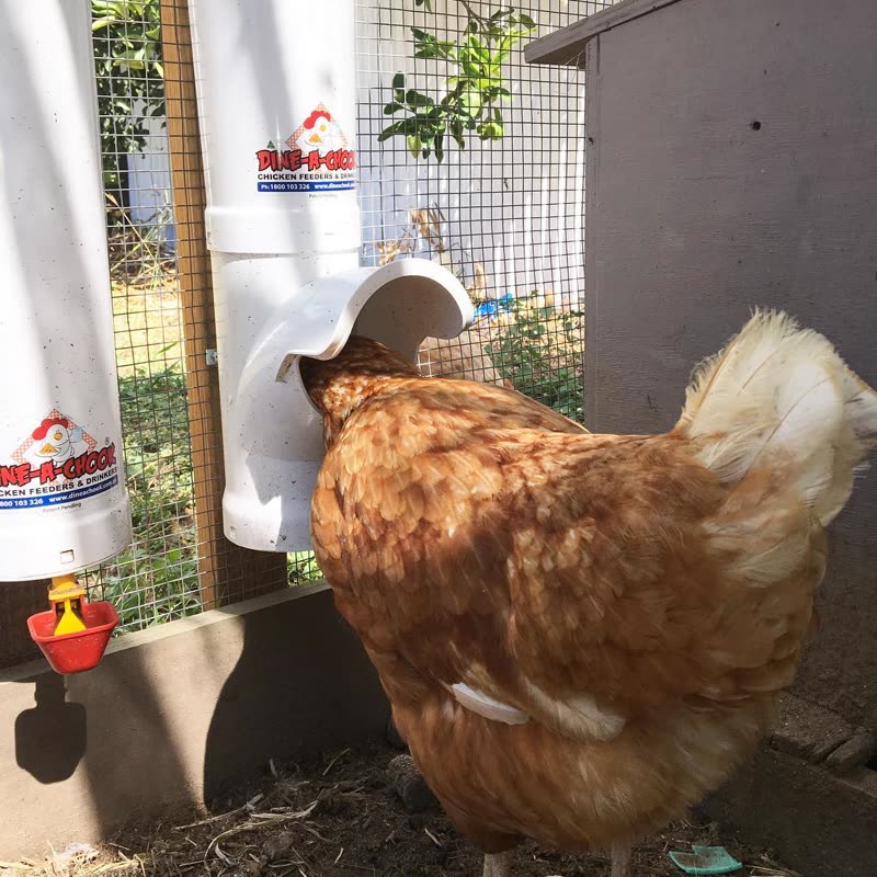 Dine-A-Chook customer photo: Cant talk,