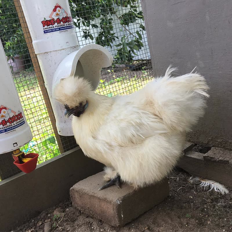 Dine-A-Chook customer photo: Check out this cute little lady. She needs a name, what would you