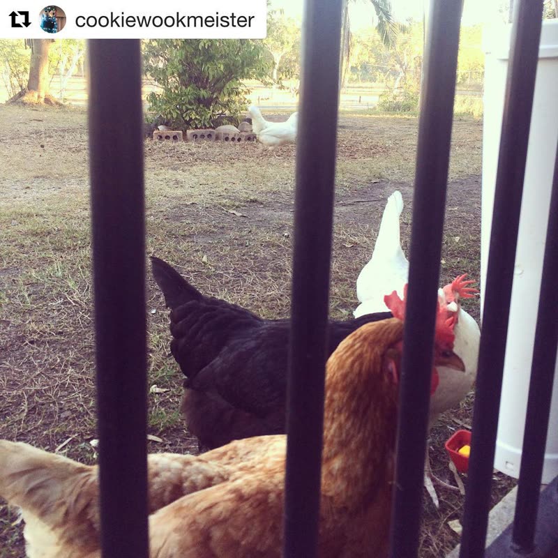 Dine-A-Chook customer photo: I'm the one locked behind bars while my girls roam