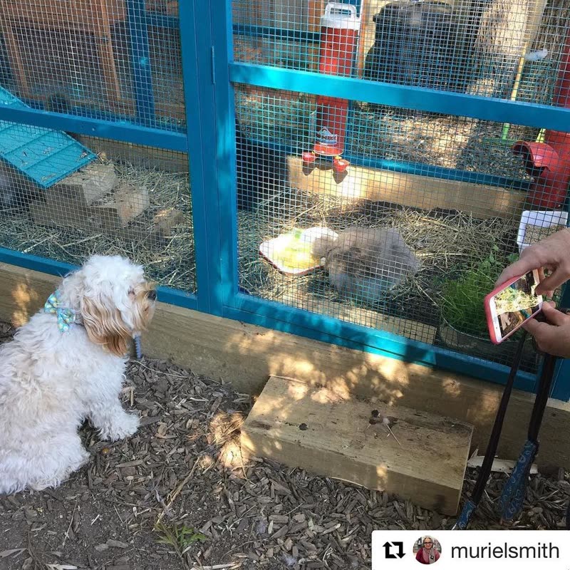 Dine-A-Chook customer photo: Did you get the memo the @dineachook townsville store stocks both chicken and dog