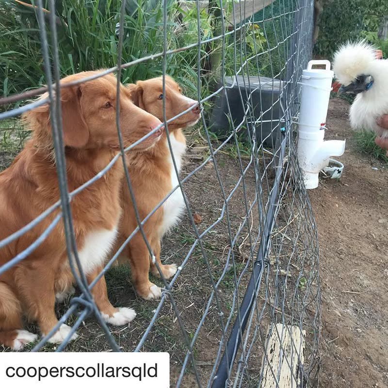 Dine-A-Chook customer photo: Did you know our Townsville warehouse /store stocks and sells both chicken and dog