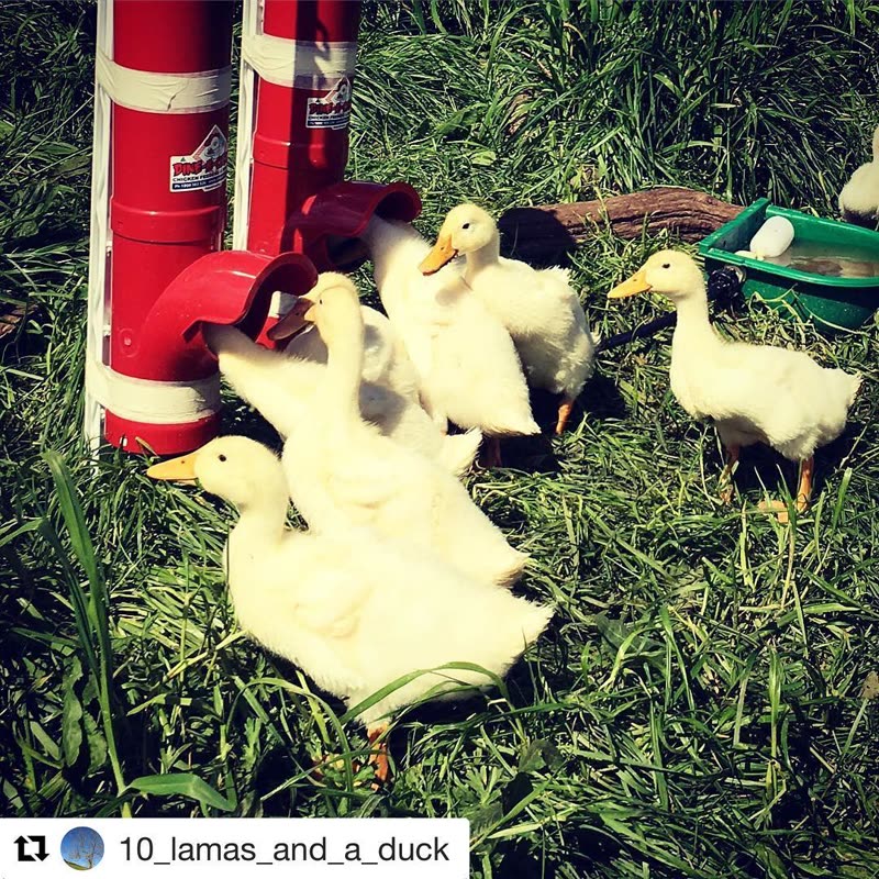 Dine-A-Chook customer photo: Dine-A-Chook feeders aren't just for chickens. The ducks love them too. The feeders are