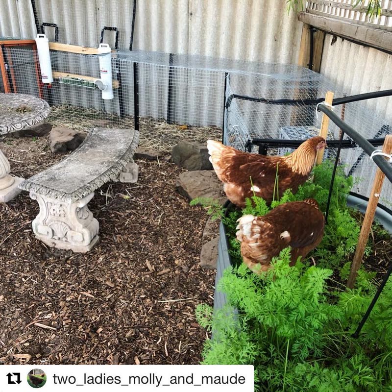 Dine-A-Chook customer photo: Dine A chook feeders doesn't alway mean spoilt chickens, but it's often a pretty good
