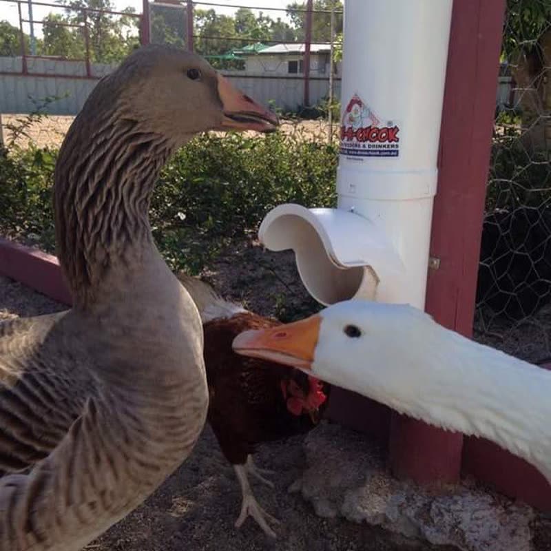 Dine-A-Chook customer photo: @dineachook feeders, not just for chooks. Goose Willis and Ryan Gosling approve.