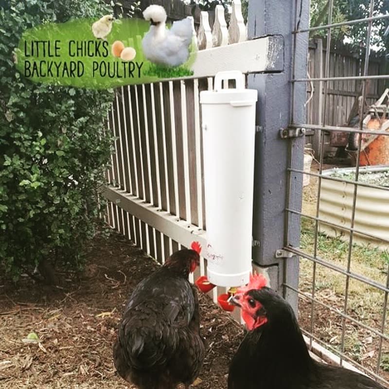 Dine-A-Chook customer photo: Every picket fence should have