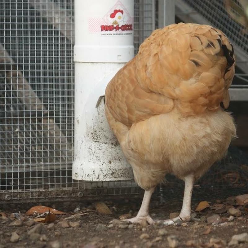 Dine-A-Chook customer photo: Happy Fluffy Butt Friday folks, the weekend is almost