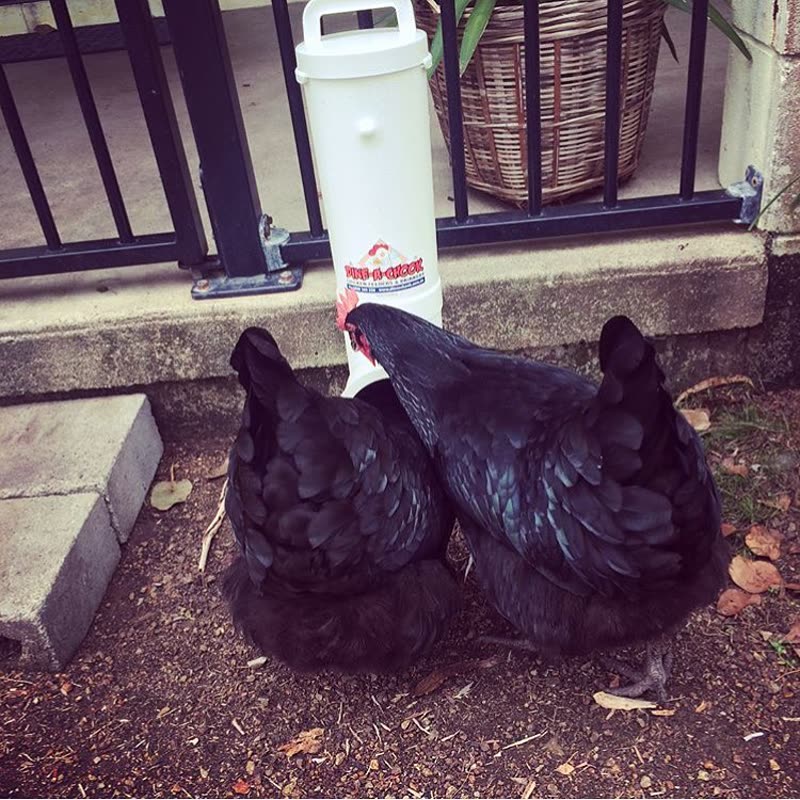 Dine-A-Chook customer photo: Happy Fluffy Butt Friday. This pair couldn't even wait for there feeder to get set up
