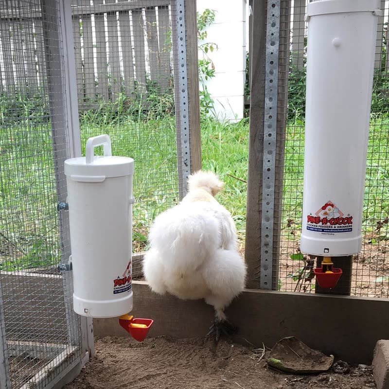 Dine-A-Chook customer photo: Happy Fluffy Butt Friday, time to leave this week behind and head into what we hope is an