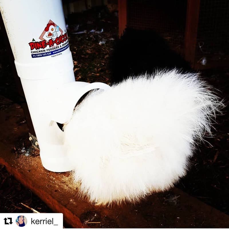 Dine-A-Chook customer photo: Happy Fluffy butt Friday to our northern hemisphere followers, and a belated one for the