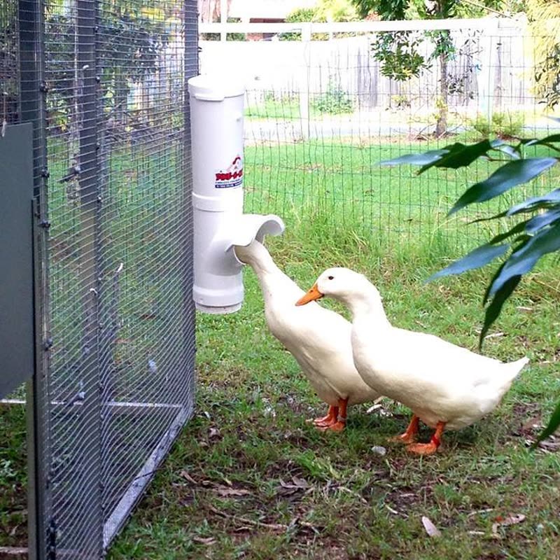 Dine-A-Chook customer photo: Have you got your ducks in a row yet? It's easier with a @dineachook