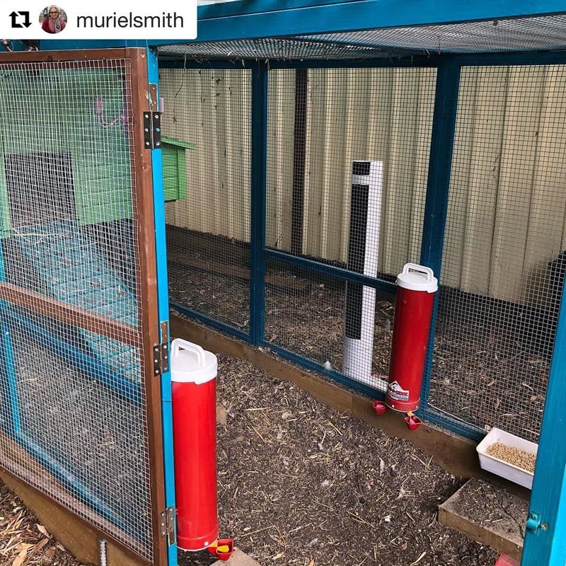 Dine-A-Chook customer photo: How do you help your chooks keep their cool during summer? Repost @murielsmith () ・・・ It
