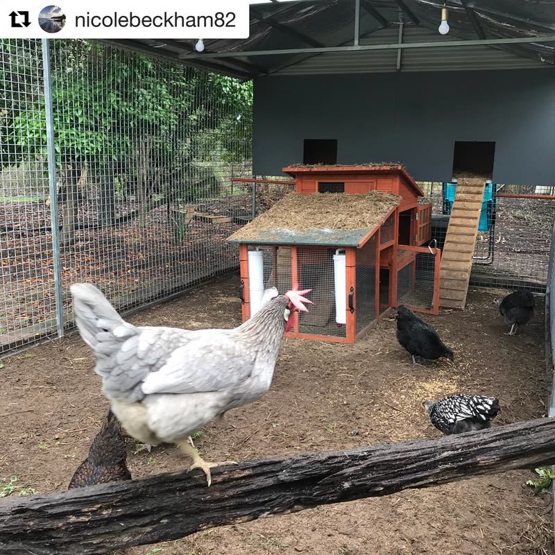 Dine-A-Chook customer photo: How's this for a chicken house These hens are
