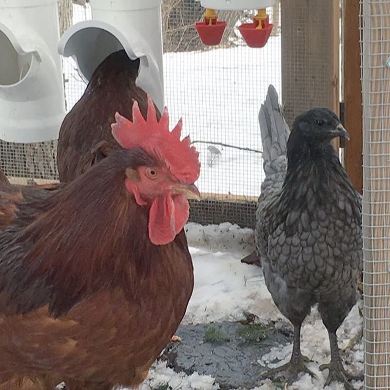 Dine-A-Chook customer photo: I'm glad I was able to let them roam while I cleaned the