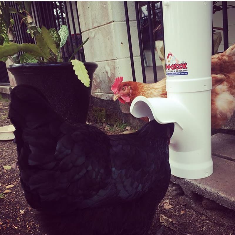 Dine-A-Chook customer photo: It took @cookiewookmeister Girls just seconds to workout their new