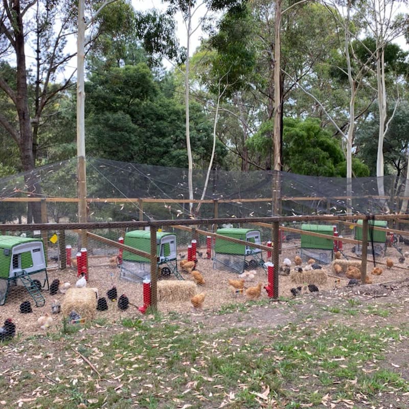 Dine-A-Chook customer photo: Just a little for the