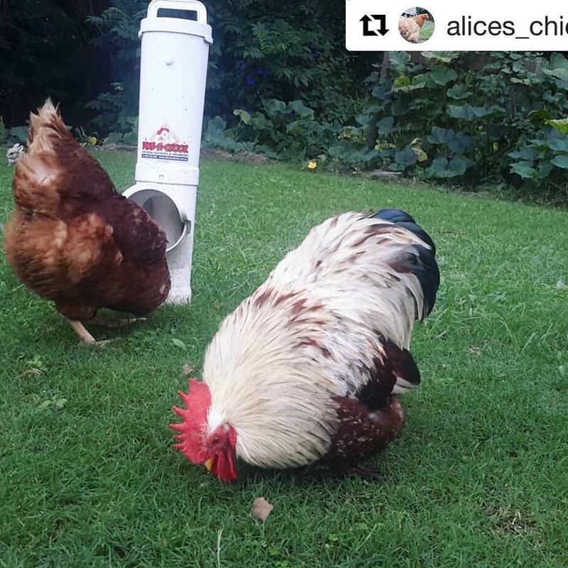 Dine-A-Chook customer photo: Lacey and Chief are being amazin models of dine-a-chook once
