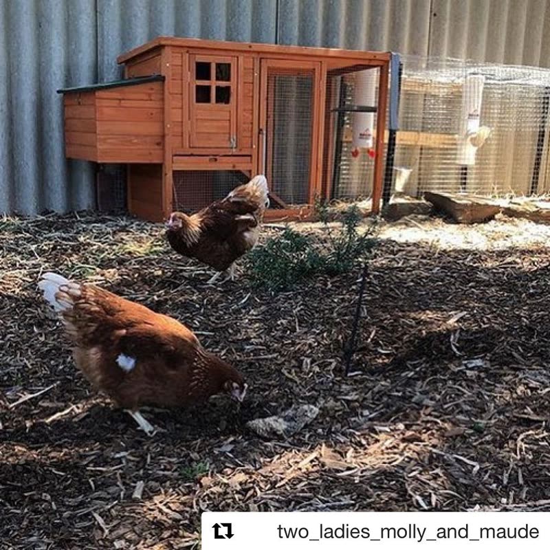 Dine-A-Chook customer photo: Landscaping our new front yard while the dog cries from behind the pool