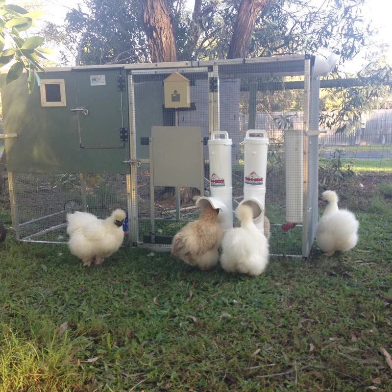 Dine-A-Chook customer photo: Look at all that Fluff Happy Fluffy Butt Friday, the weekend's almost