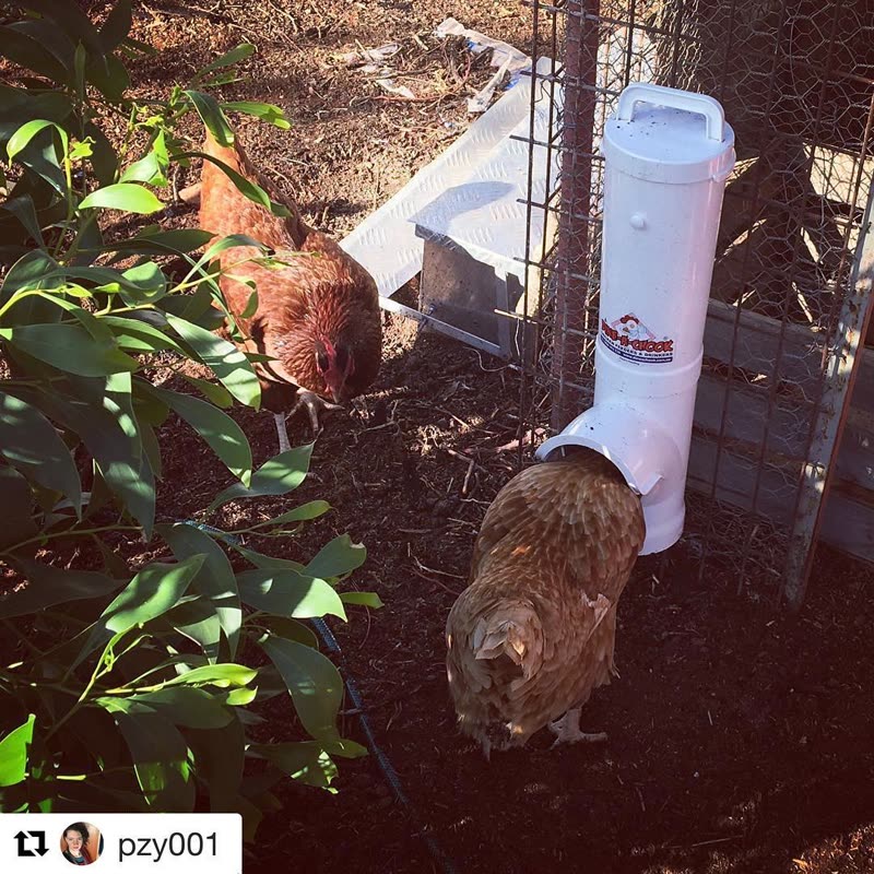Dine-A-Chook customer photo: More happy customers @pzy001 () ・・・ The chookens using their new Dine-A-Chook pigeon proof