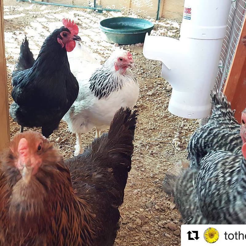 Dine-A-Chook customer photo: Our last giveaway winners loving their @dineachook @totheskyy () ・・・ I love these hen