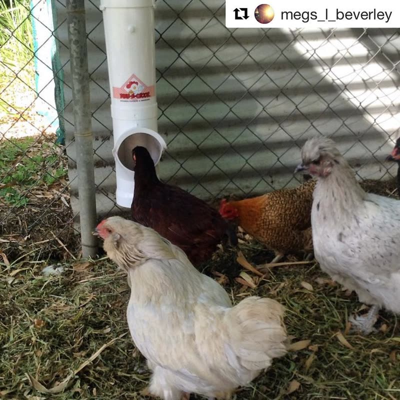 Dine-A-Chook customer photo: Mmm Buffet! Says