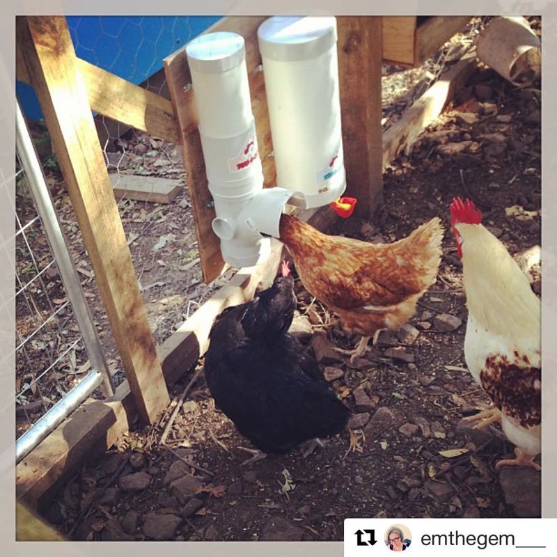 Dine-A-Chook feeder and waterer in a customer's coop