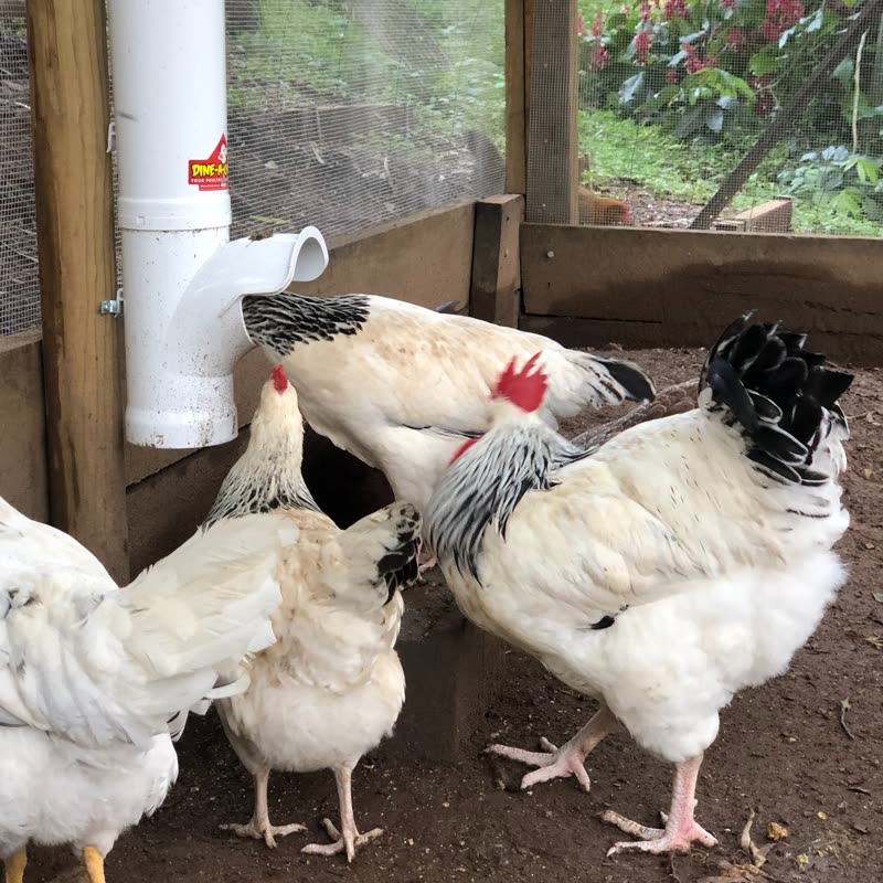 Dine-A-Chook customer photo: Some Lovely Light Sussex. Start your journey today with