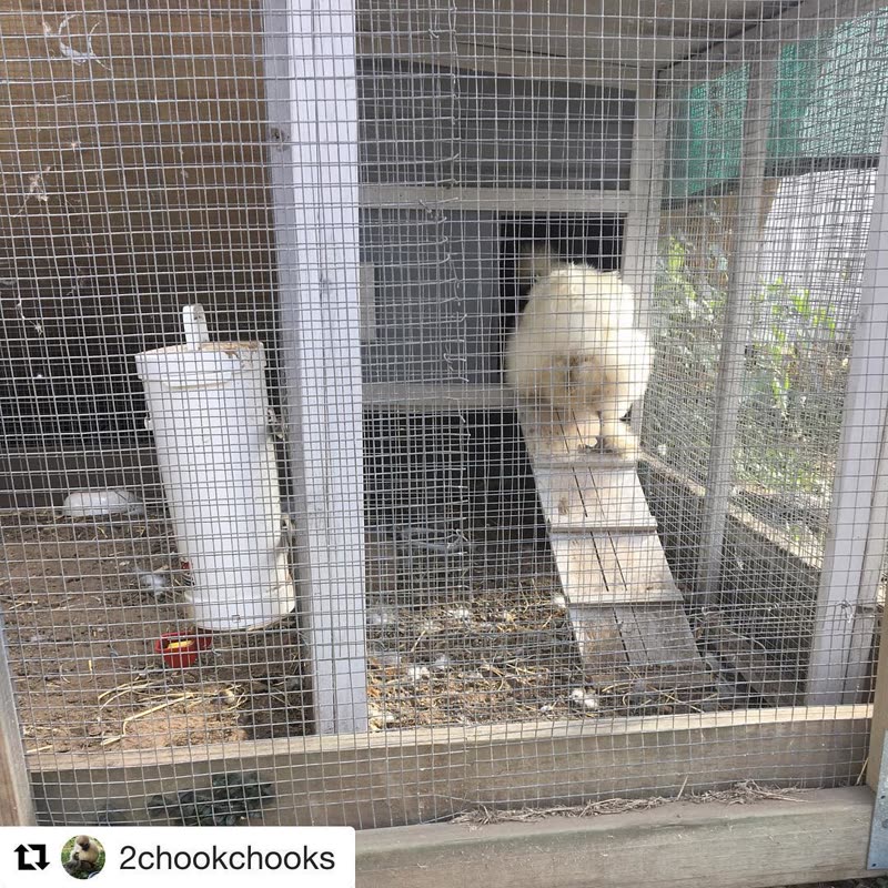 Dine-A-Chook customer photo: Sometimes a girl just needs some alone time And there she