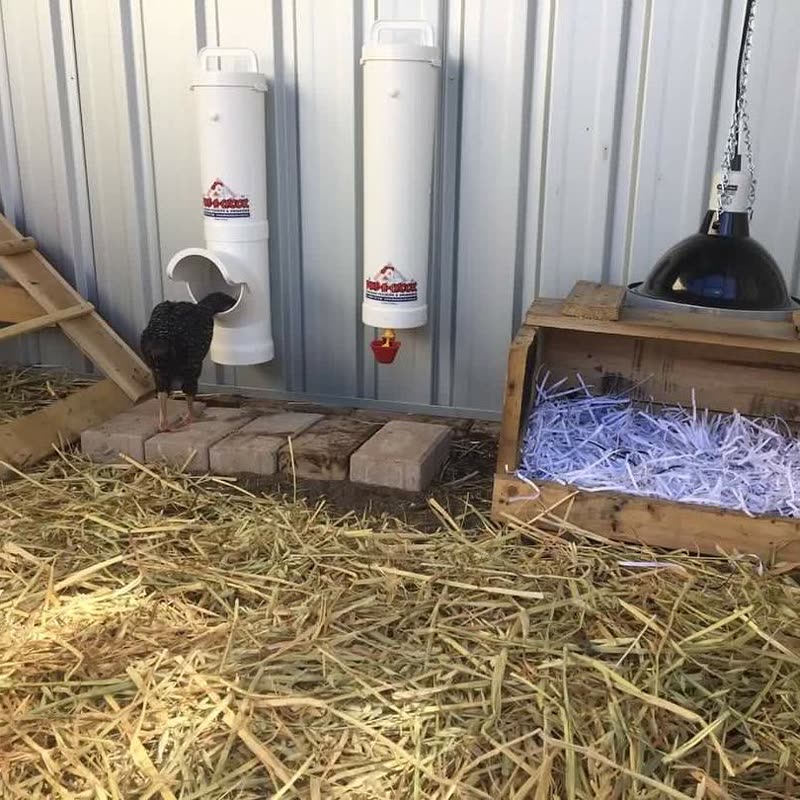 Dine-A-Chook customer photo: Start them young. If the chicks can reach to food, they can use an @dineachook