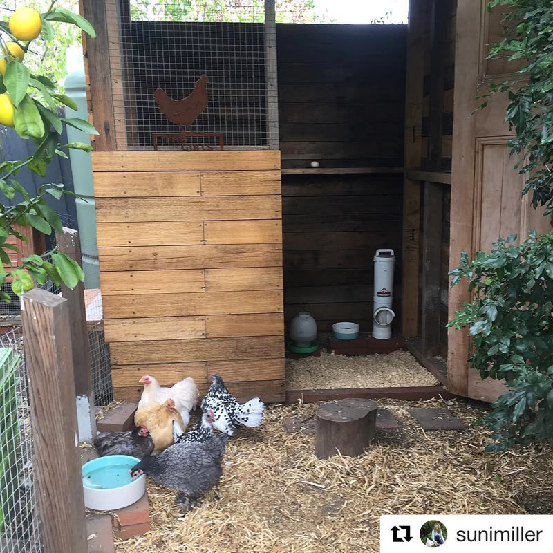 Dine-A-Chook customer photo: Such a cute and need coop Lucky I cleaned out the henhouse as The Weekly Times visited to