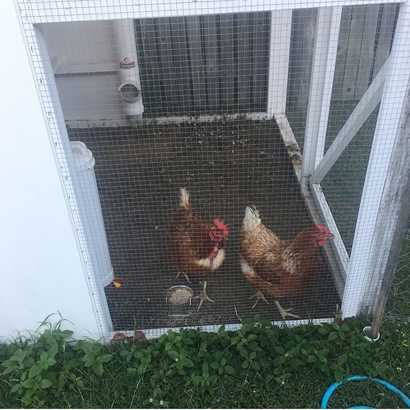 Dine-A-Chook customer photo: The @realchickensoftownsville ladies showing off