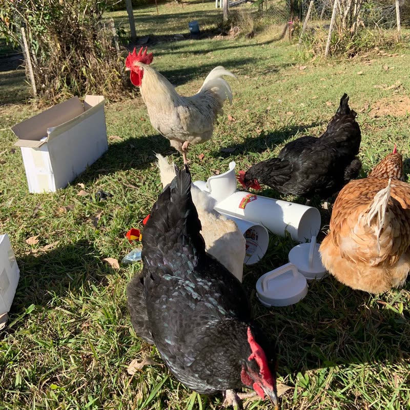 Dine-A-Chook customer photo: The thing they have been waiting