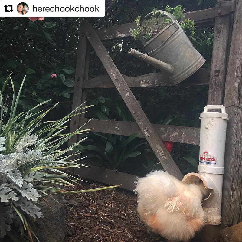 Dine-A-Chook customer photo: The weekend is a prefect time to snap a shot to join in our