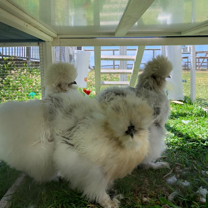 Dine-A-Chook customer photo: There's always one who lives for the