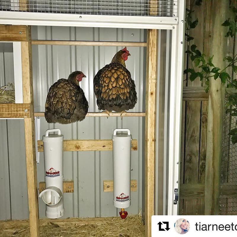 Dine-A-Chook customer photo: @tiarneetoomby () ・・・ Every night all the chooks go into their pen by 6.15pm sharp like