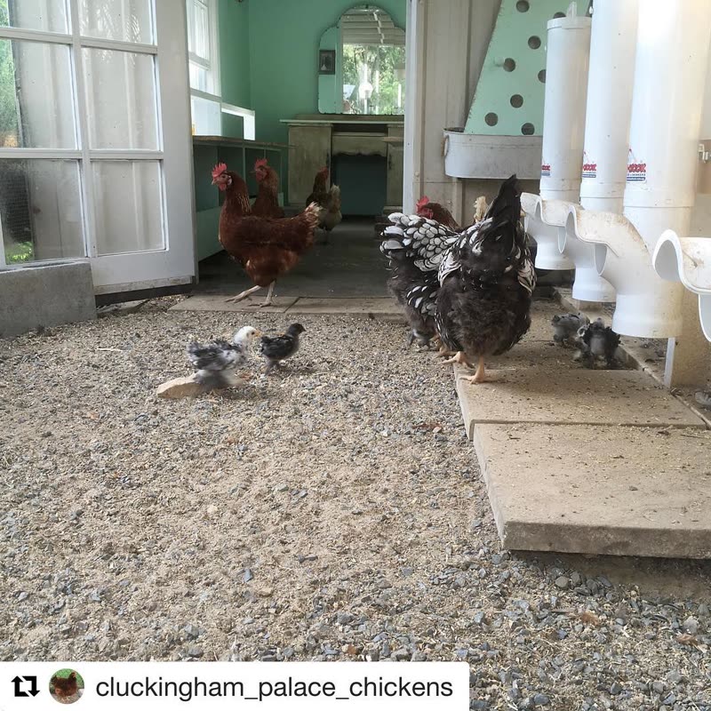 Dine-A-Chook customer photo: To all our wonderful local customers in Townsville Enjoy your day off on