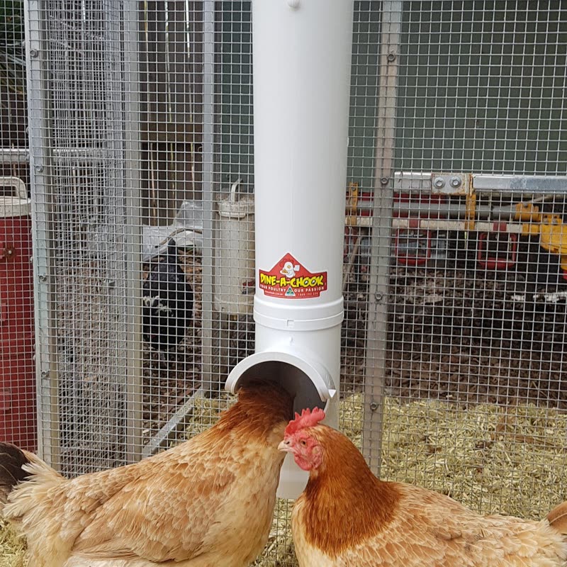 Dine-A-Chook customer photo: Two hens and a great feeder is all you