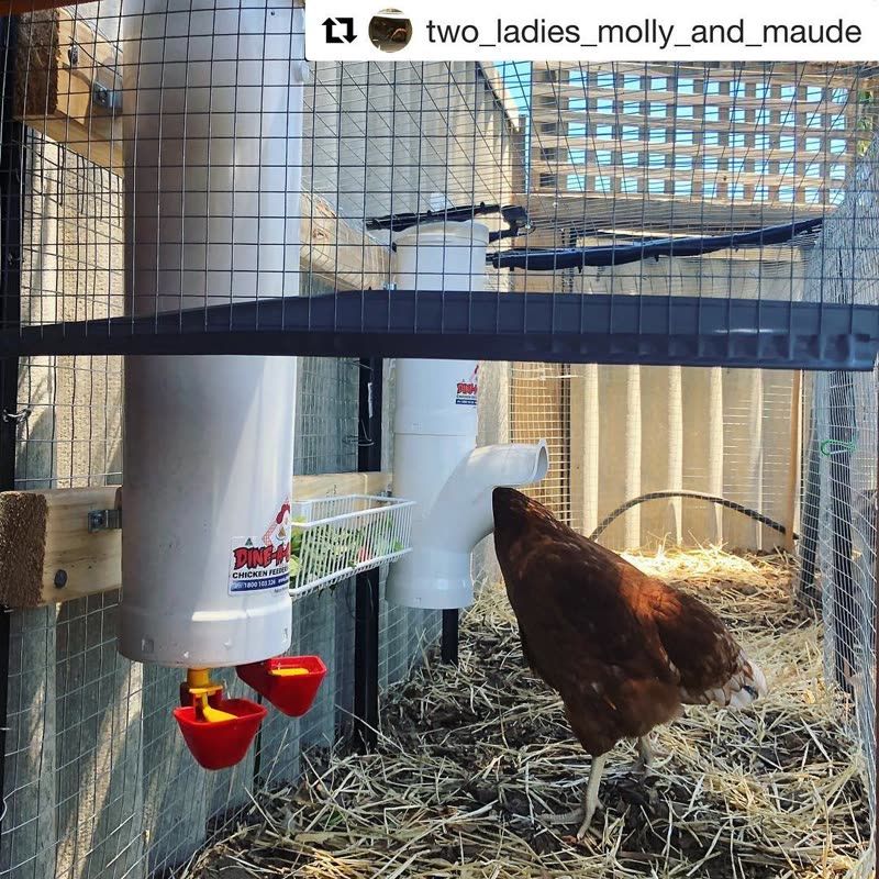 Dine-A-Chook customer photo: @two_ladies_molly_and_maude () ・・・ Enjoying a good feed from our new @dineachook feeder