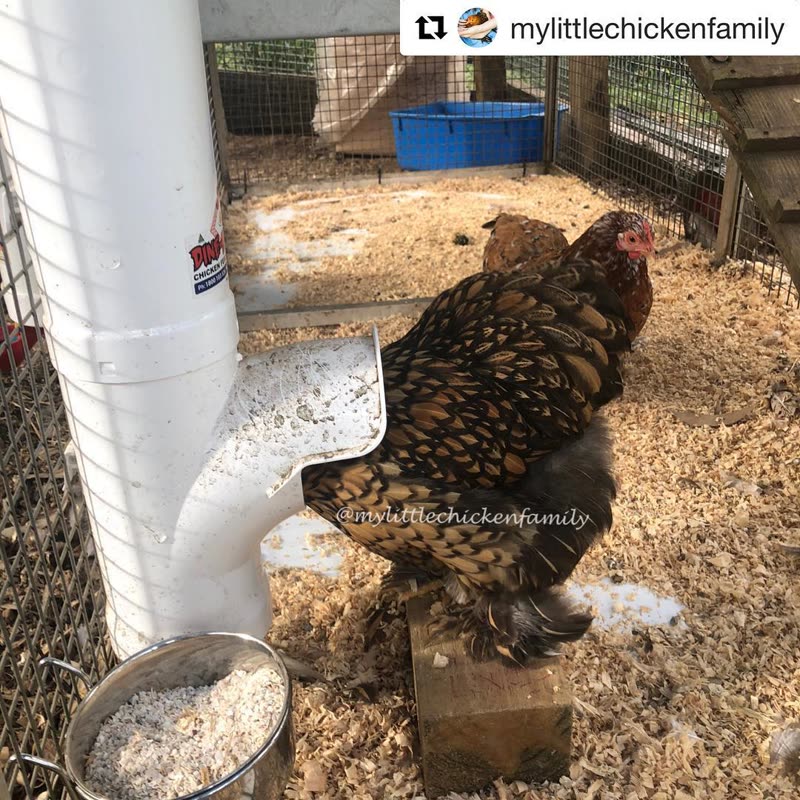 Dine-A-Chook customer photo: using the step stool to get into her Yum Yum! • •