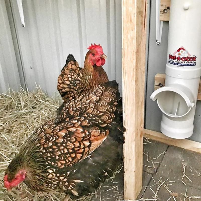 Dine-A-Chook customer photo: Warning!Chickens will find a way to your heart ♥️ @tiarneetoomby () ・・・ This week we got 7